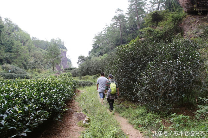 老杨说茶最新视频,老杨说茶岩茶