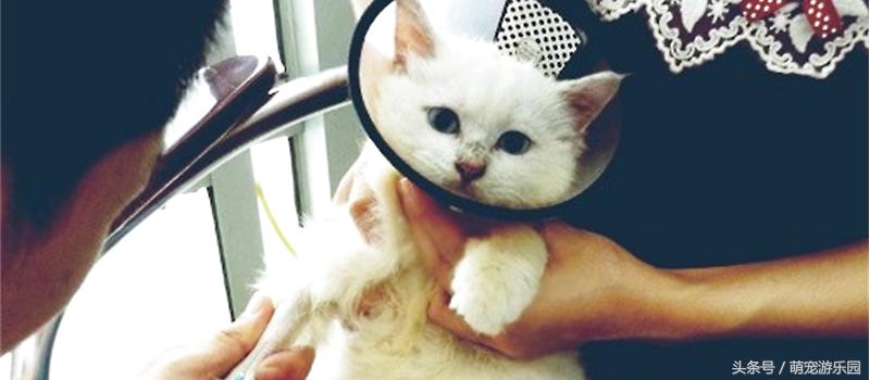 猫病毒性肠胃炎吃什么药,猫病毒性肠炎严重吗