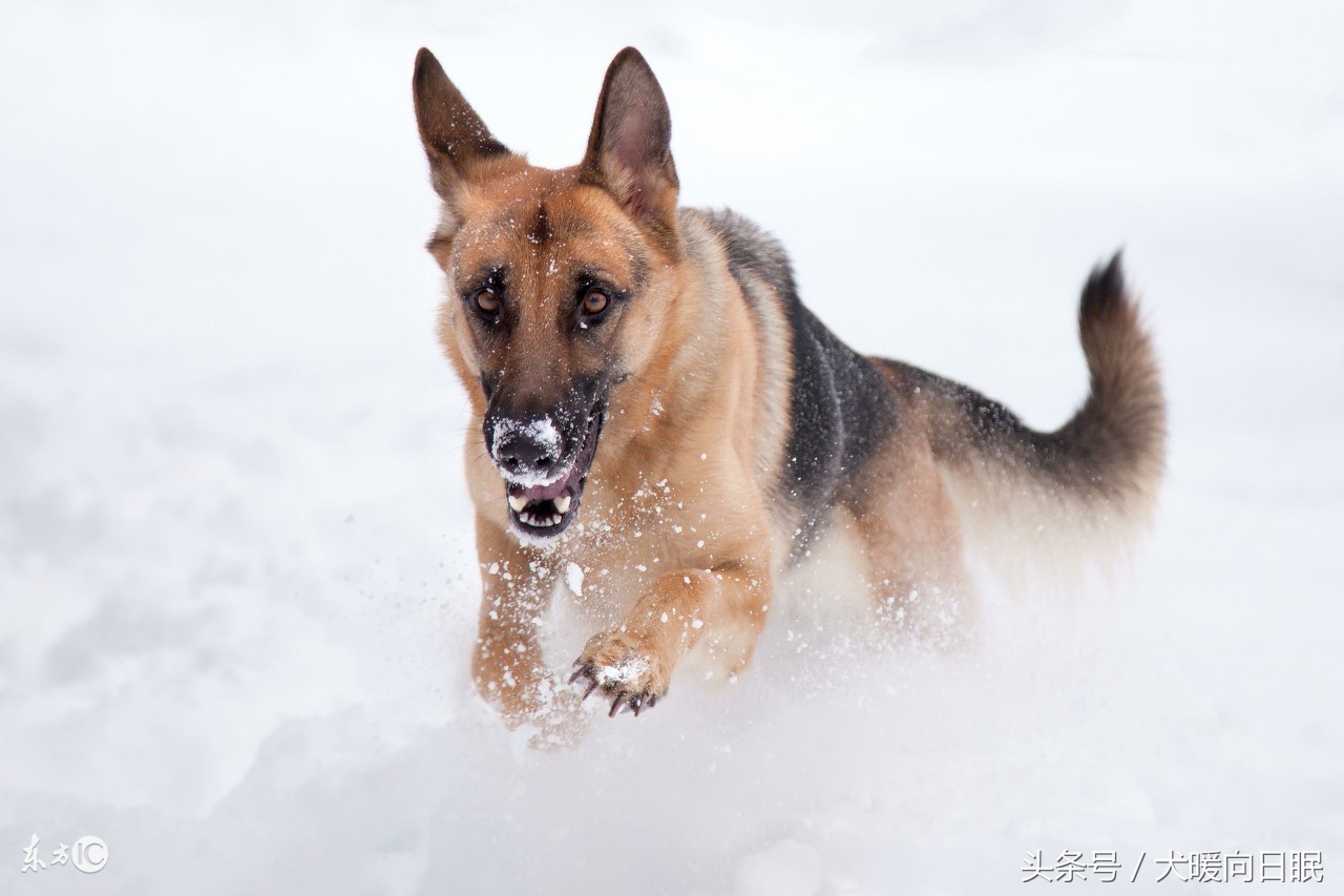 德国狗狂犬病,德国牧羊犬疾病