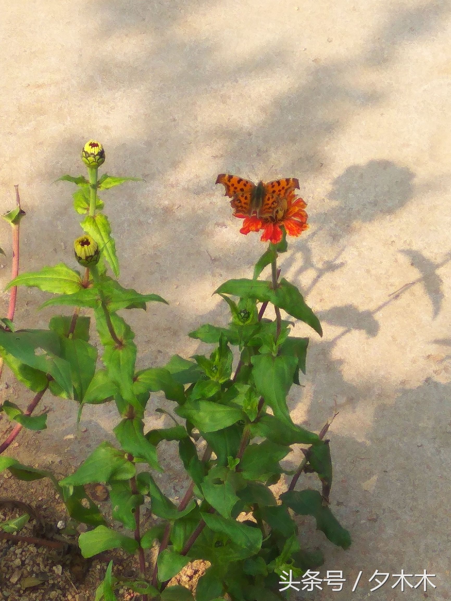 兰陵小学有哪些,兰陵小学开学最新通知