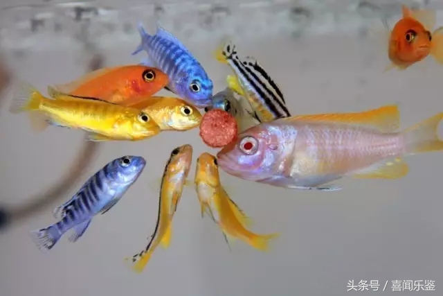 养鱼新手需要知道的一些事情,新手养鱼的10个忠告