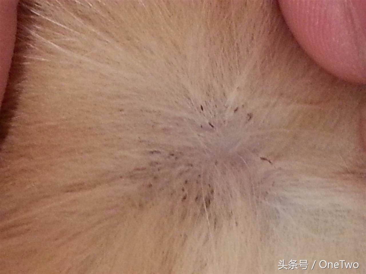 猫咪惹上了跳蚤怎么隔离,人感染猫咪跳蚤怎么办