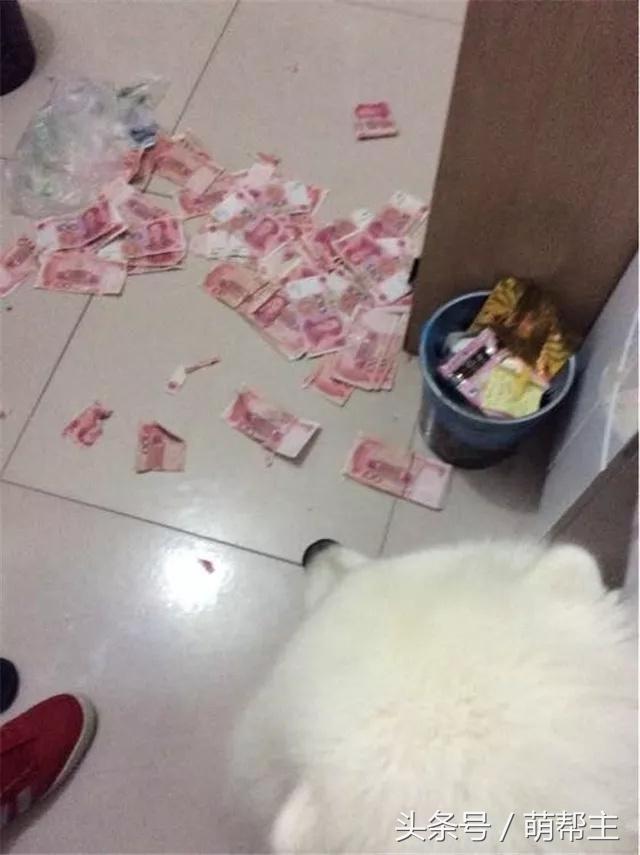 狗子撕家原因,狗子撕家里东西