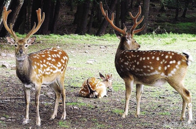 新手养鹿需要关注什么,养鹿关注什么最好