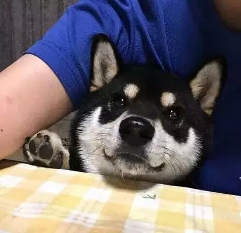 这只浑圆邪魅的黑色柴柴，这样的大饼脸，我一口可以吃两个！