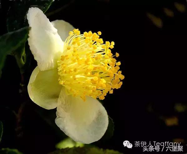 茶树与茶叶种类区别图解,茶树茶叶的基本知识