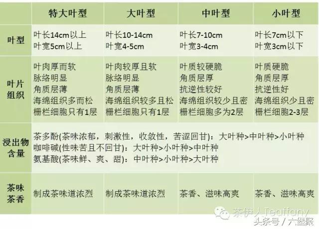 茶树与茶叶种类区别图解,茶树茶叶的基本知识