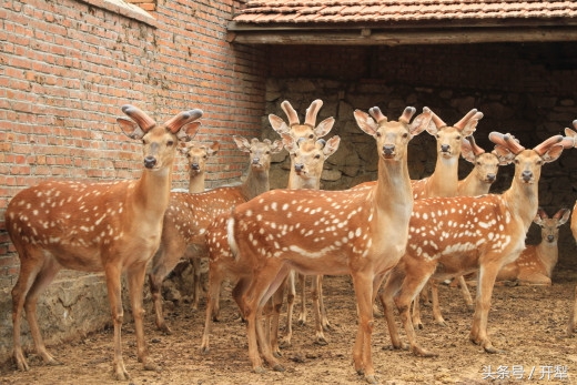 新手养鹿需要关注什么,养鹿关注什么最好