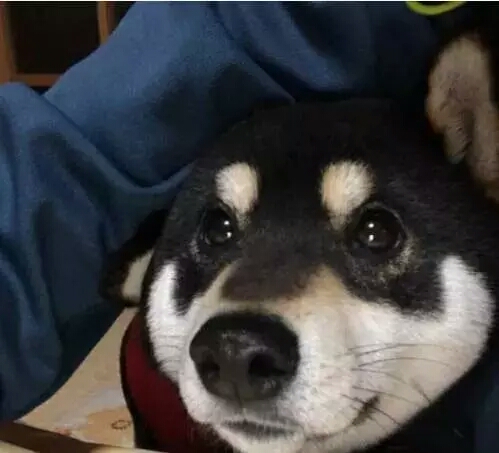 这只浑圆邪魅的黑色柴柴，这样的大饼脸，我一口可以吃两个！