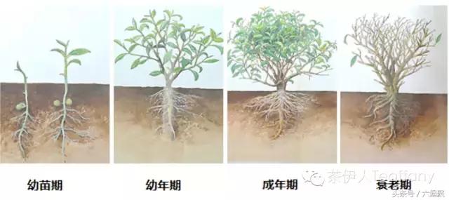 茶树与茶叶种类区别图解,茶树茶叶的基本知识