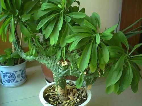 养了十几年的麒麟掌,家里为什么不能随便养麒麟掌