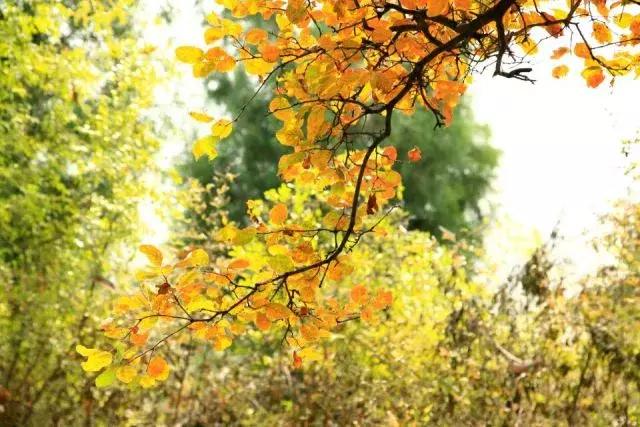 昌平公园的风景,北京昌平滨河免费公园
