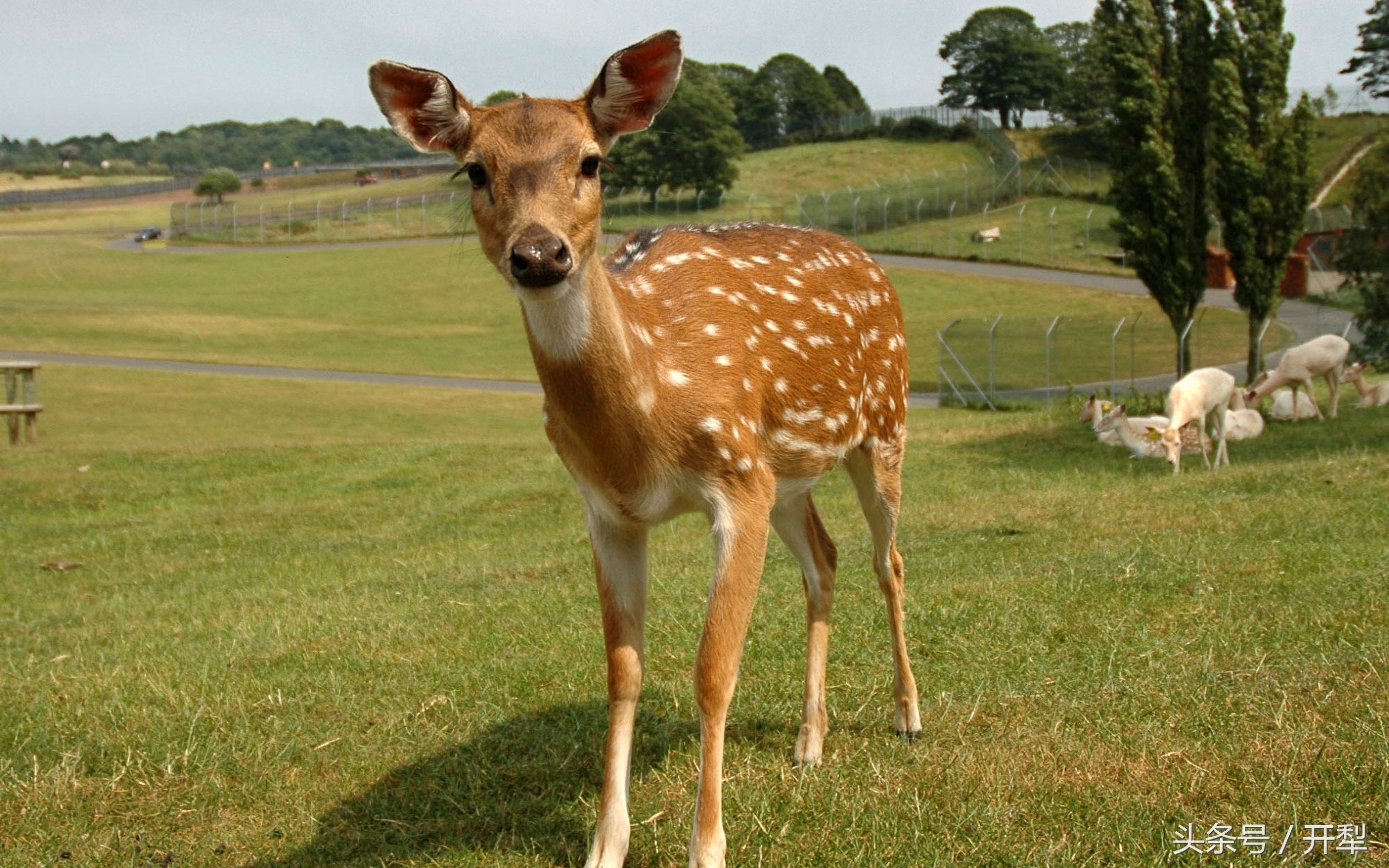 新手养鹿需要关注什么,养鹿关注什么最好