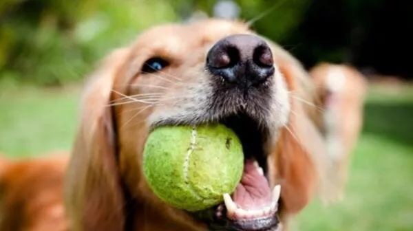 狗狗急救手册,猫狗咬电线触电