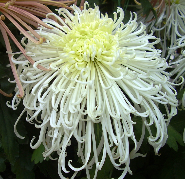 菊花唯美诗句图,关于菊花的诗句图片