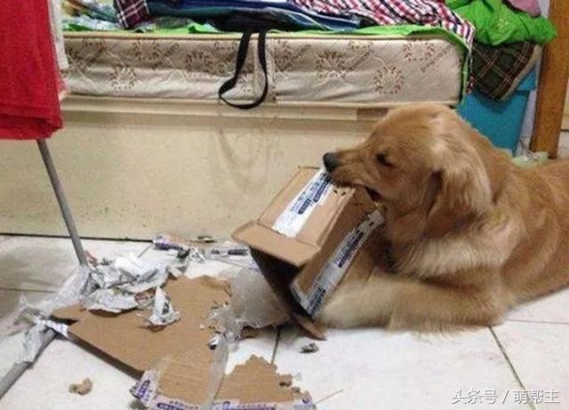 狗子撕家原因,狗子撕家里东西