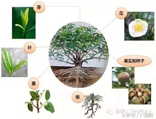 茶树与茶叶种类区别图解,茶树茶叶的基本知识
