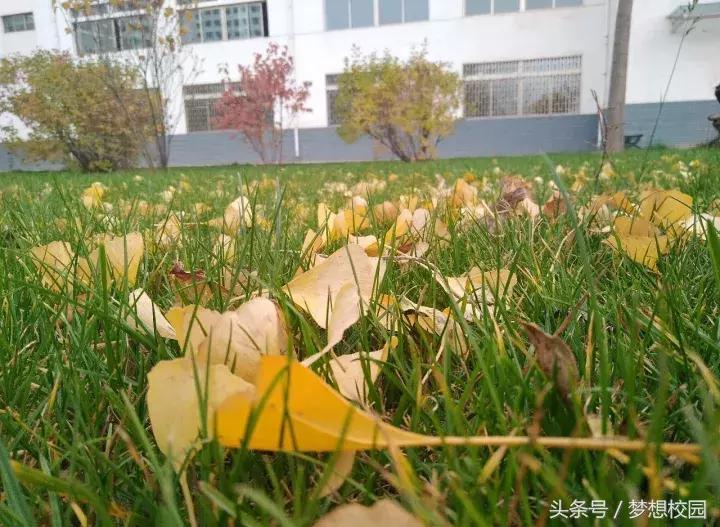 甘肃农业大学宣传片完整版,甘肃农业大学校园风景视频