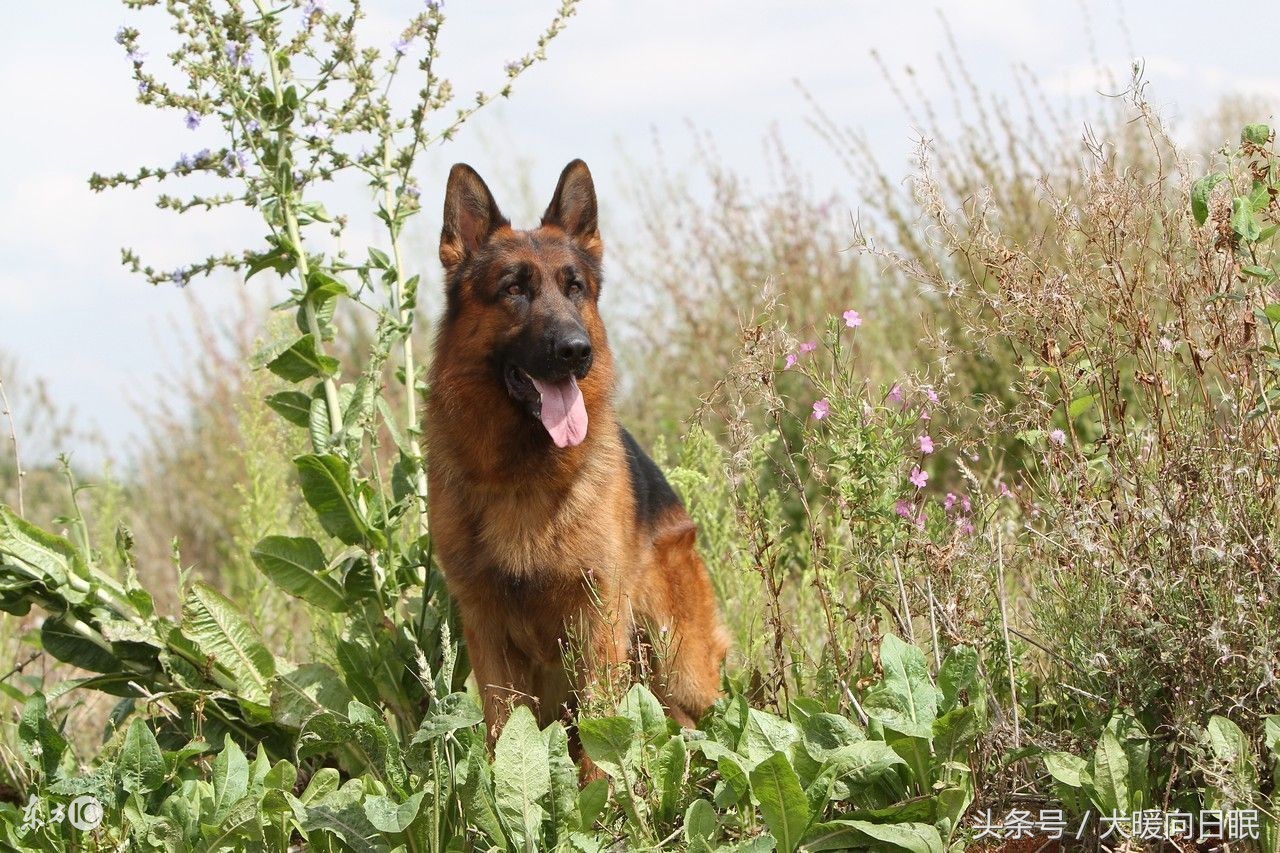 德国牧羊犬拉稀吃什么药,德国牧羊犬掉毛厉害解决方法