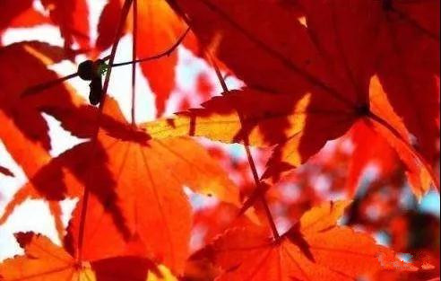 登龙山红叶图片大全,登高山顶赏风景