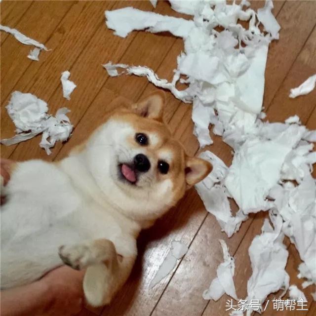 狗子撕家原因,狗子撕家里东西