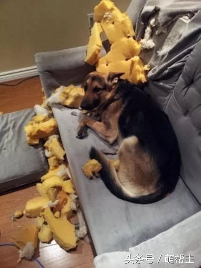 狗子撕家原因,狗子撕家里东西