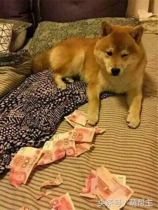 狗子撕家原因,狗子撕家里东西