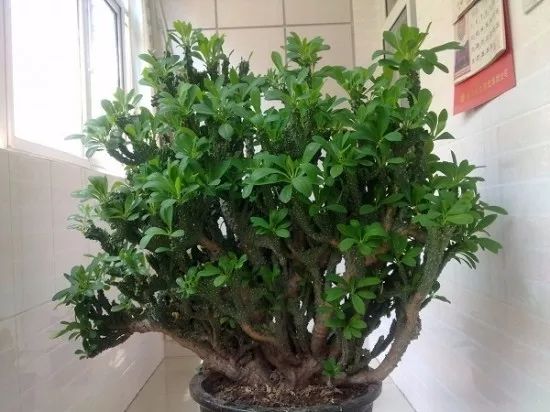 养了十几年的麒麟掌,家里为什么不能随便养麒麟掌