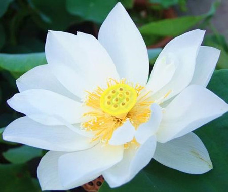 盆栽荷花好不好养,盆栽荷花不长怎么办