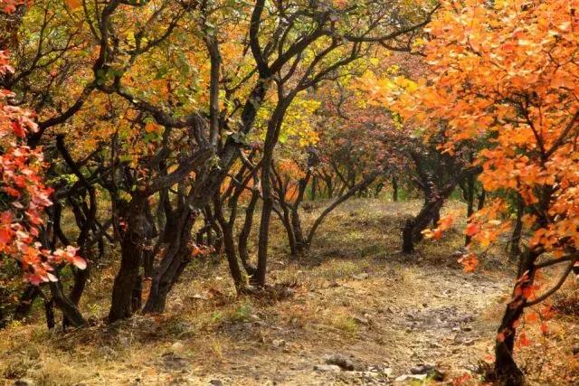 昌平公园的风景,北京昌平滨河免费公园