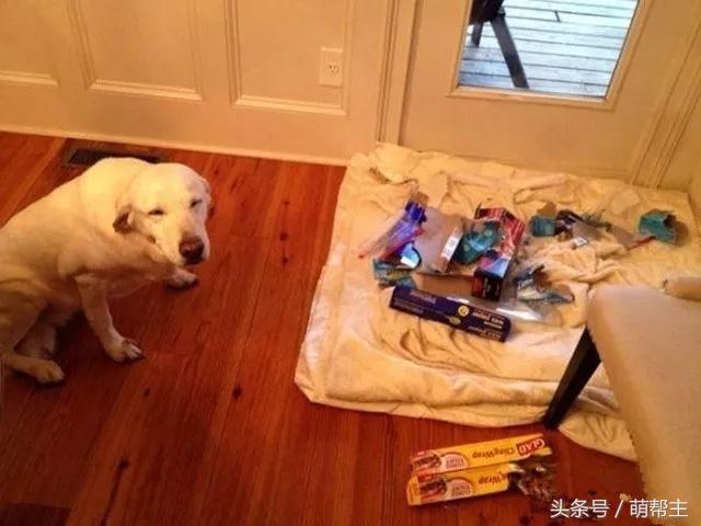 狗子撕家原因,狗子撕家里东西
