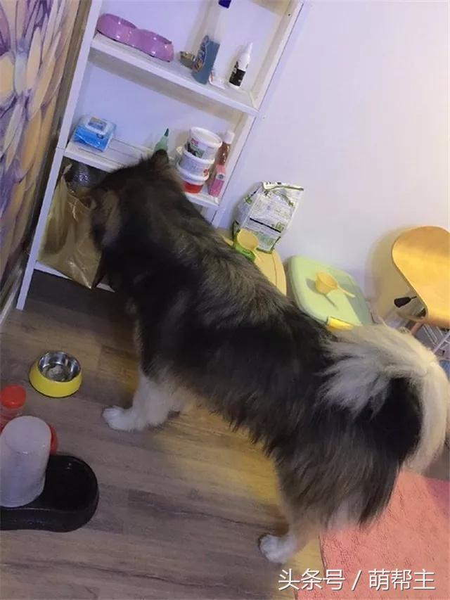 狗子撕家原因,狗子撕家里东西