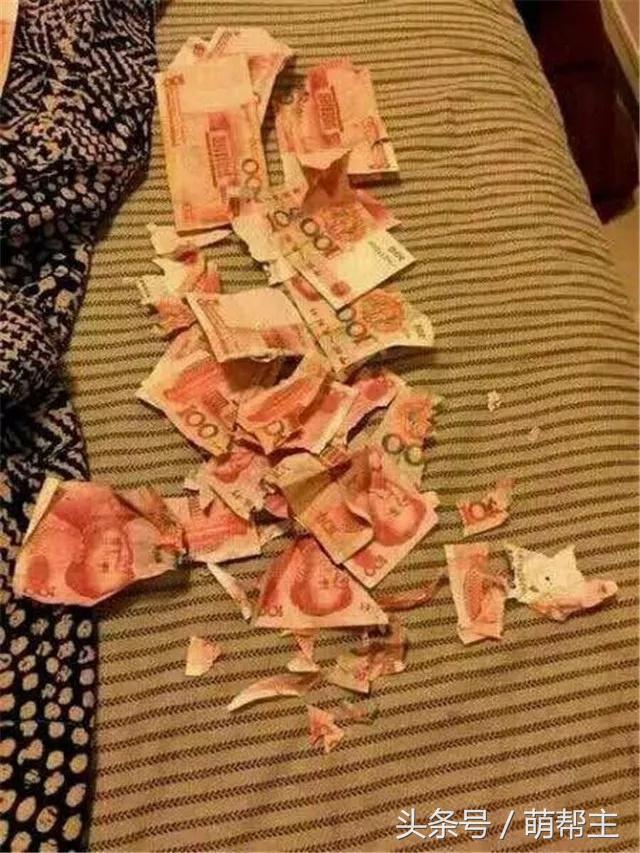 狗子撕家原因,狗子撕家里东西