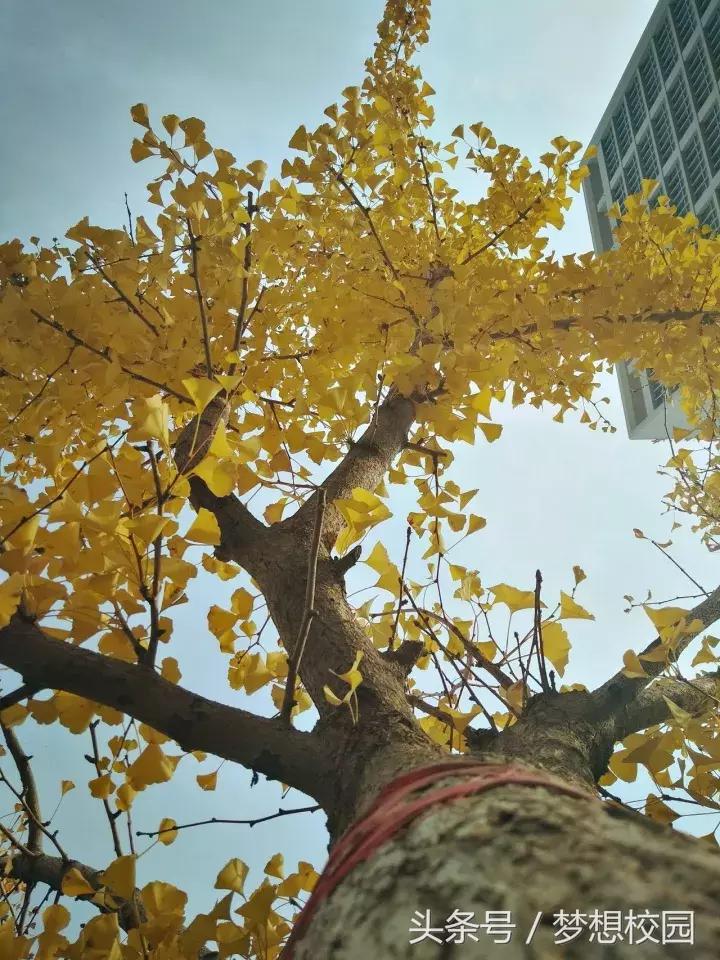 甘肃农业大学宣传片完整版,甘肃农业大学校园风景视频