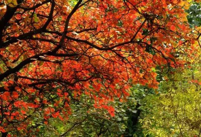 昌平公园的风景,北京昌平滨河免费公园