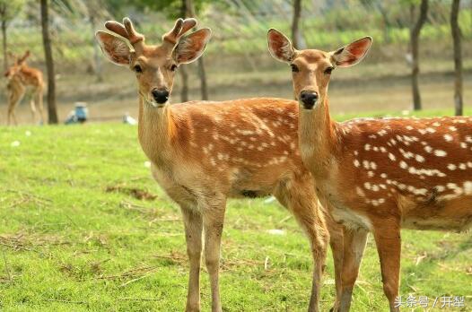 新手养鹿需要关注什么,养鹿关注什么最好