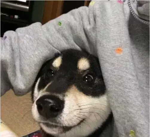 这只浑圆邪魅的黑色柴柴，这样的大饼脸，我一口可以吃两个！