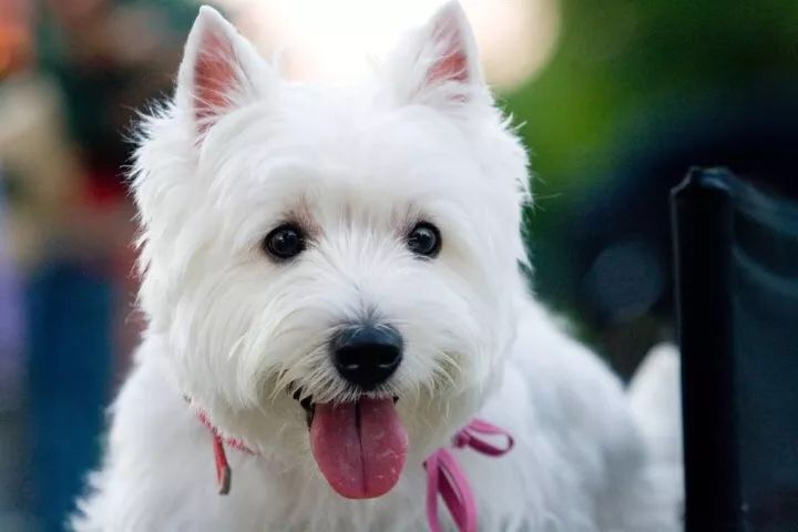 狗狗急救手册,猫狗咬电线触电