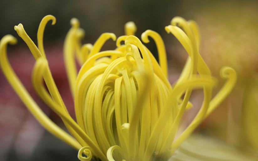 菊花唯美诗句图,关于菊花的诗句图片