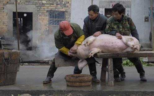 2022年农村养殖创业最好的项目,最靠谱的农村创业项目