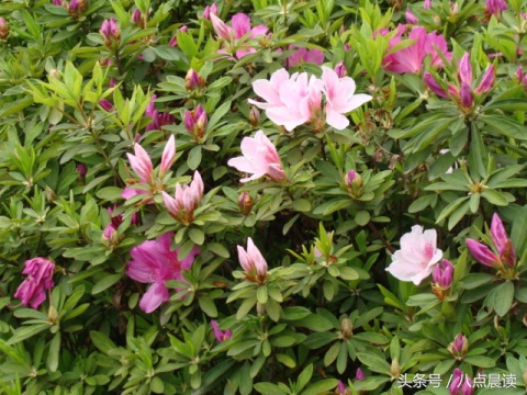 巾帼国医,巾帼英雄排行榜