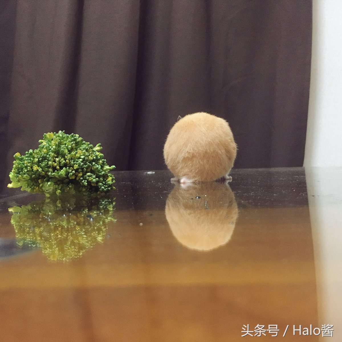 长大的金丝熊有多可爱都萌化了,金丝熊超可爱