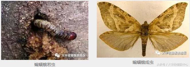 猕猴桃常见虫害图,猕猴桃各种虫害图谱