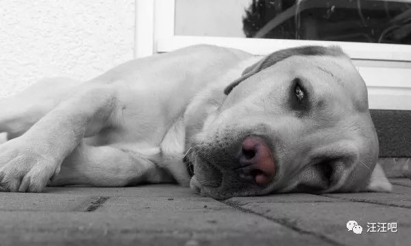 遛狗还是被狗遛，狗狗卧地不走怎么办？