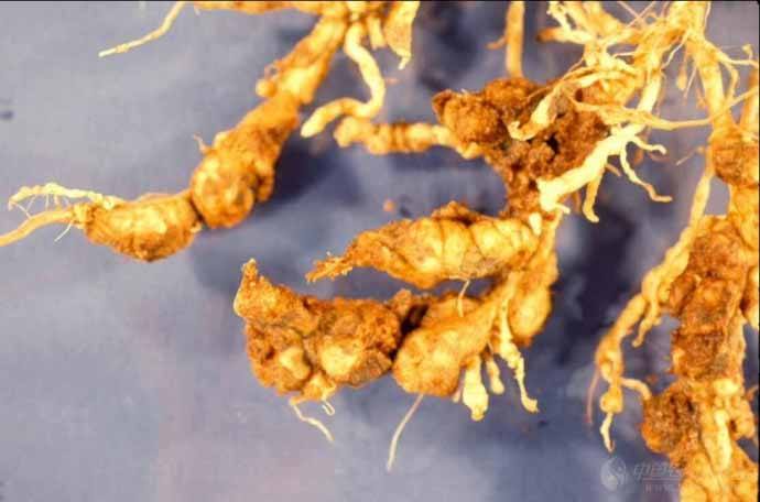 沙糖桔疫霉褐腐病怎样防治,砂糖橘炭疽病的防治