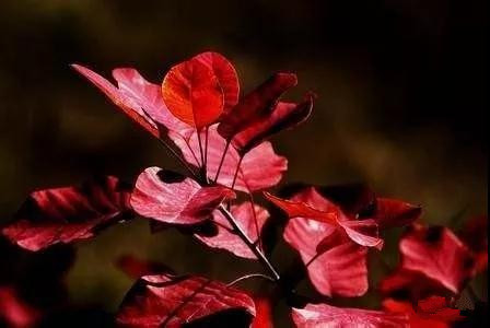 登龙山红叶图片大全,登高山顶赏风景