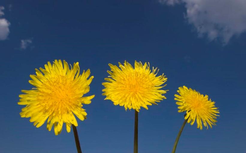 菊花唯美诗句图,关于菊花的诗句图片