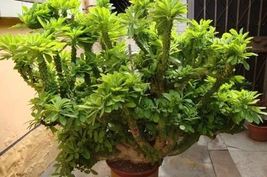 养了十几年的麒麟掌,家里为什么不能随便养麒麟掌