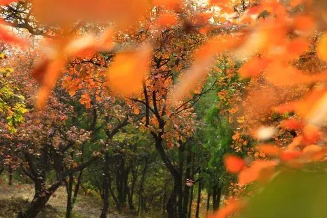 昌平公园的风景,北京昌平滨河免费公园
