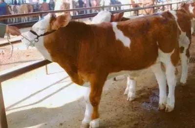 牛羊瘤胃积食最佳治疗方法,羊瘤胃积食怎么治